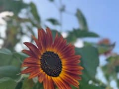 A sunflower in bloom, photographed close up